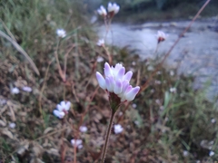 Persicaria hastatosagittata