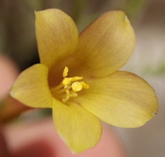 Polemonium pauciflorum