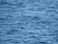 Stercorarius pomarinus