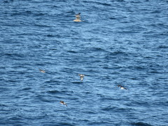 Stercorarius pomarinus