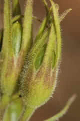 Polemonium pauciflorum