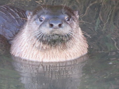 Lontra canadensis