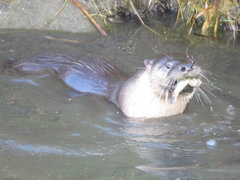 Lontra canadensis