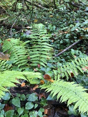 Dryopteris affinis borreri