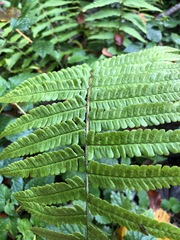 Dryopteris affinis borreri