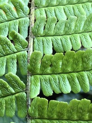 Dryopteris affinis borreri