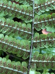 Dryopteris affinis borreri