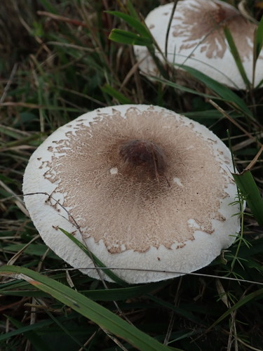 Slender Parasol