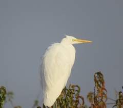 Ardea alba