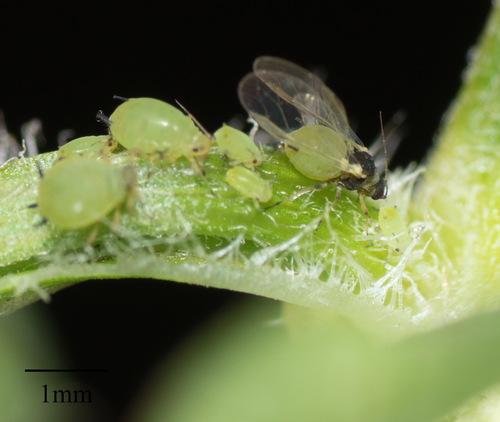 Spiraea Aphid photo 5