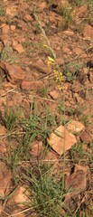 Gladiolus pardalinus
