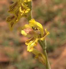 Gladiolus pardalinus