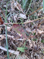 Persicaria hastatosagittata