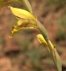 Gladiolus pardalinus