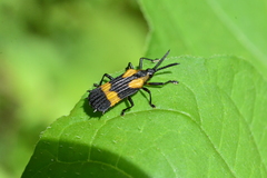 Oxychalepus anchora