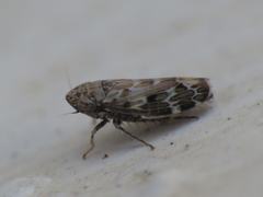 Sardius argus