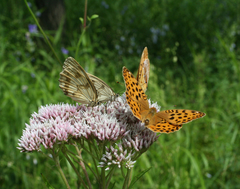 Eupatorium lindleyanum