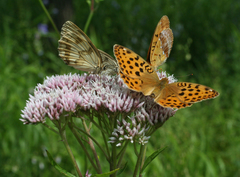Eupatorium lindleyanum