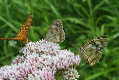 Eupatorium lindleyanum