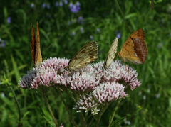 Eupatorium lindleyanum