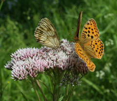 Eupatorium lindleyanum