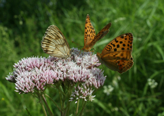 Eupatorium lindleyanum