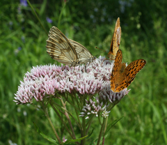 Eupatorium lindleyanum