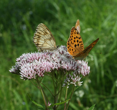 Eupatorium lindleyanum