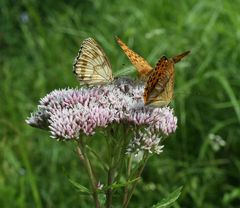 Eupatorium lindleyanum