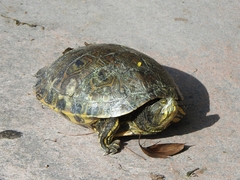 Trachemys venusta iversoni