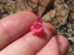 Penstemon utahensis