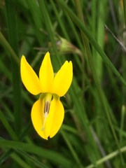Monopsis stellarioides