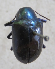 Eumolpus robustus