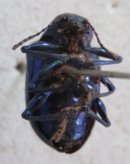 Eumolpus robustus