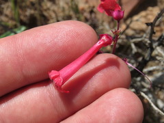 Penstemon utahensis