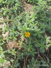 Pectis multiflosculosa