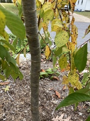 Prunus serrulata