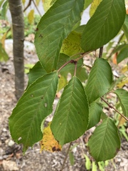 Prunus serrulata