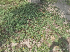 Pectis multiflosculosa