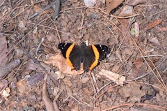 Vanessa dimorphica dimorphica