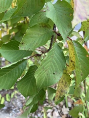 Prunus serrulata