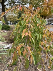 Prunus serrulata