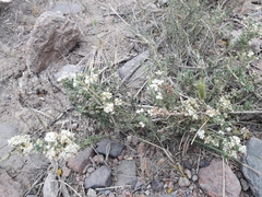 Acantholippia seriphioides