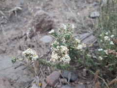 Acantholippia seriphioides
