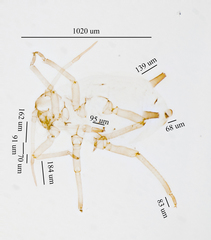 Aphis