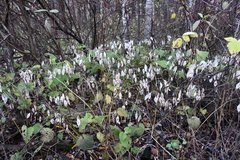 Lunaria rediviva