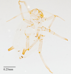Aphis