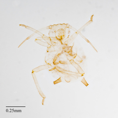 Aphis