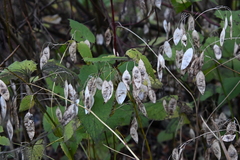 Lunaria rediviva