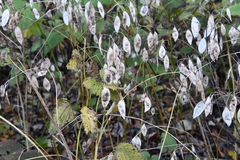 Lunaria rediviva